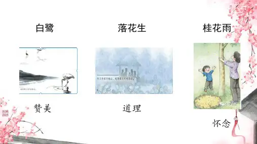 珍珠鸟ppt课件