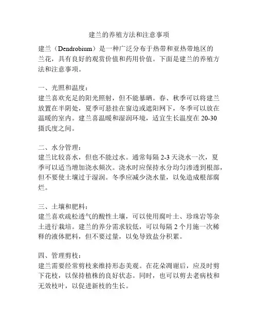 建兰的养殖方法和注意事项