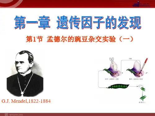 高中生物必修2第1单元课件：遗传因子的发现