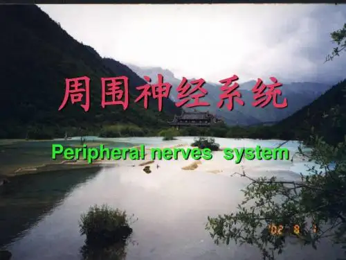 脊神经