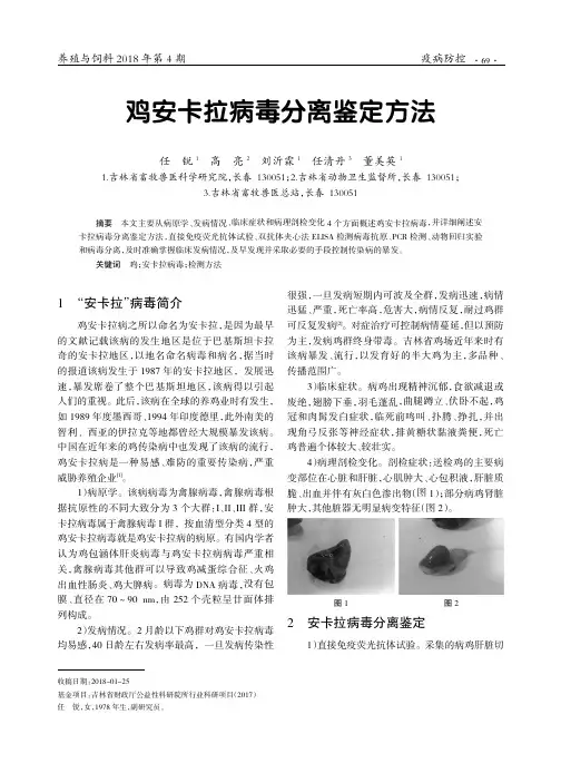 鸡安卡拉病毒分离鉴定方法