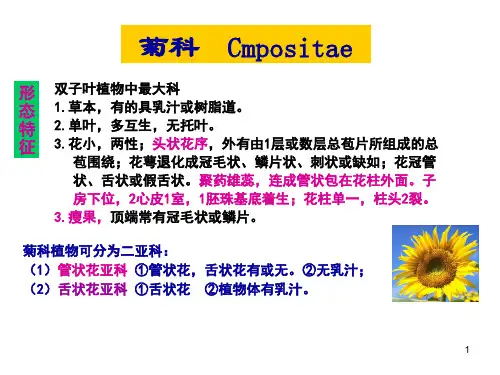 菊科ppt课件