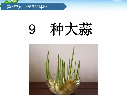 二年级上册科学-第9课种大蒜 青岛版(六年制)(共11张)优质教学公开课件