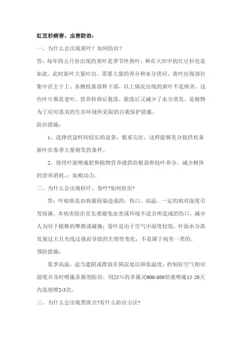 红豆杉