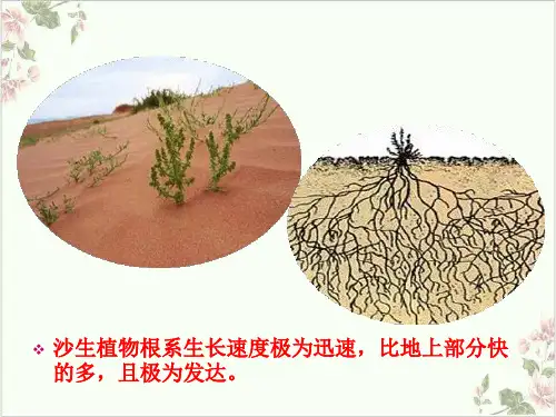 种群生态学PPT.