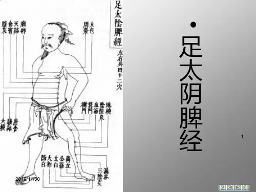 足太阴脾经-带循行动图PPT课件
