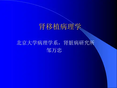 肾移植病理学
