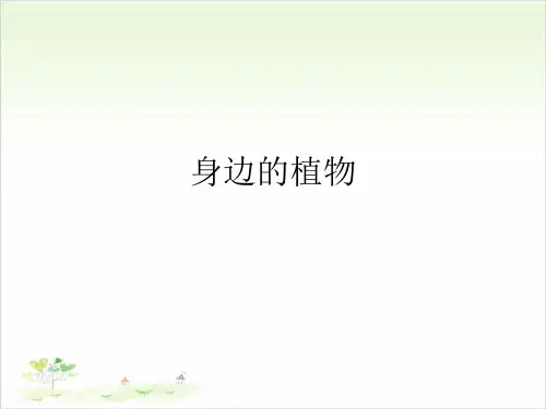 一年级上册科学-4身边的植物-冀教版-PPT课堂课件