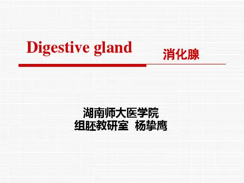 组织学与胚胎学课件：第15章 消化腺