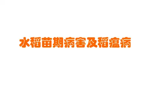水稻苗期病害及稻瘟病