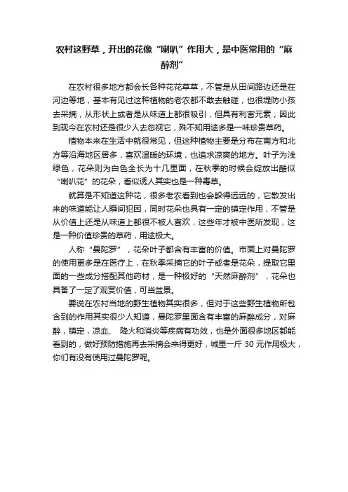 农村这野草，开出的花像“喇叭”作用大，是中医常用的“麻醉剂”
