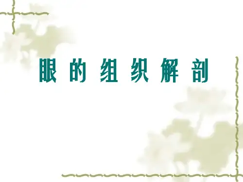眼的组织解剖ppt课件
