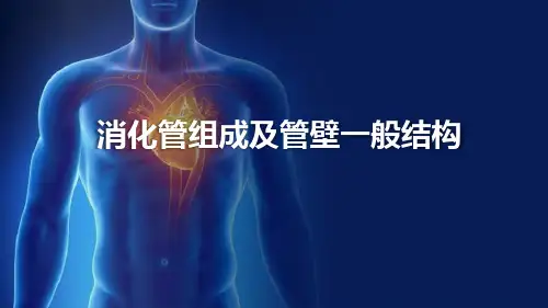 消化管概述(组织胚胎学)