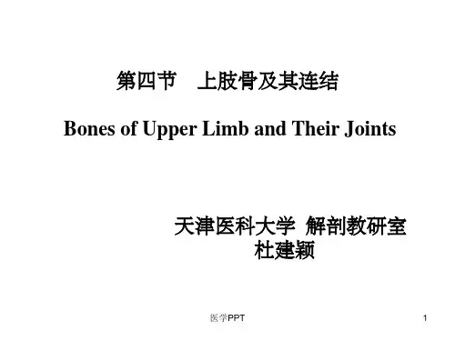 《上肢骨及其连结》PPT课件