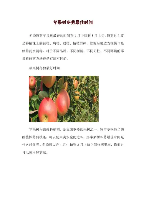 苹果树冬剪最佳时间