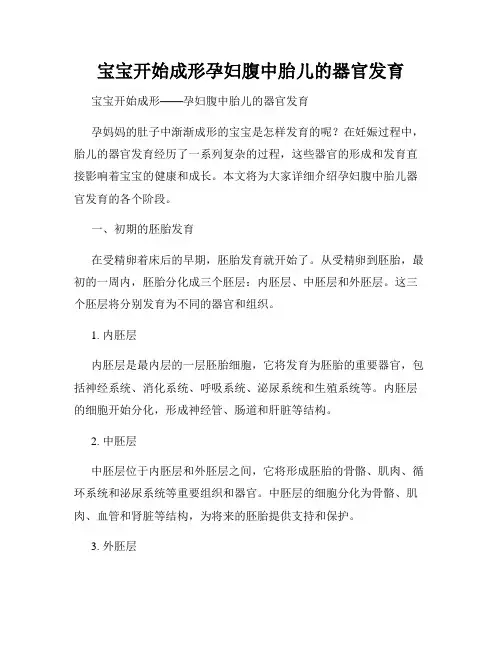 宝宝开始成形孕妇腹中胎儿的器官发育