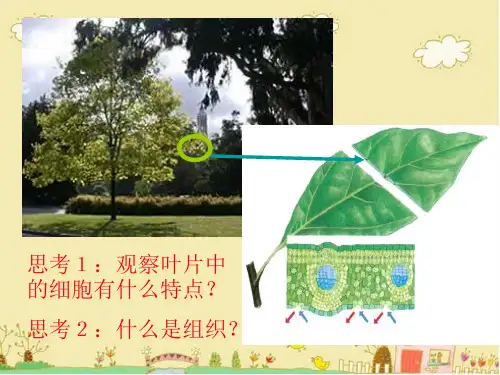 苏科版生物七年级下《人体和动物体的组成》ppt课件2