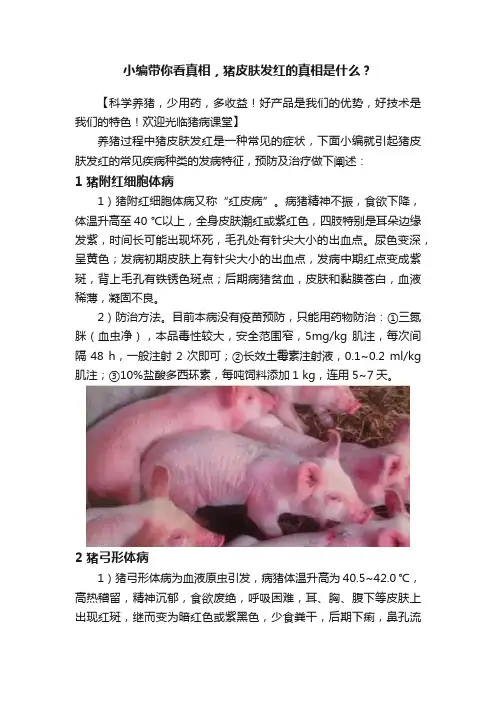 小编带你看真相，猪皮肤发红的真相是什么？