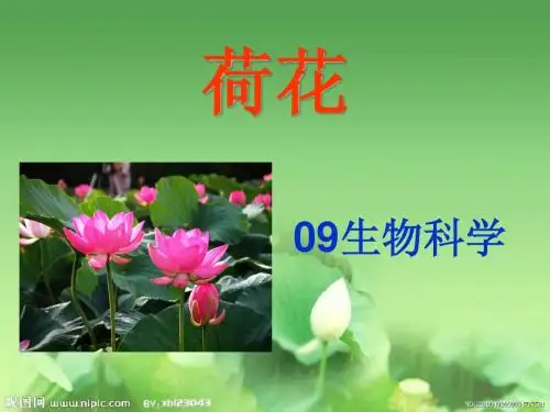 荷花课件.PPT