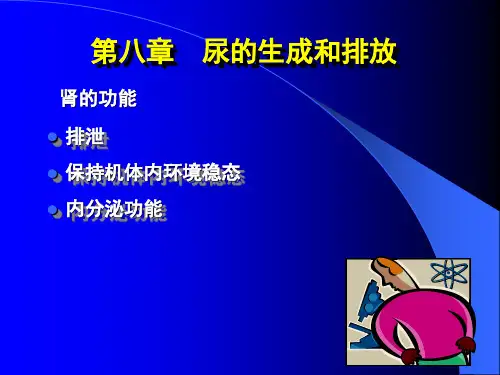 尿的生成和排放课件PPT