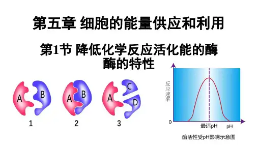 降低化学反应活化能的酶课件高一上学期生物人教版必修1