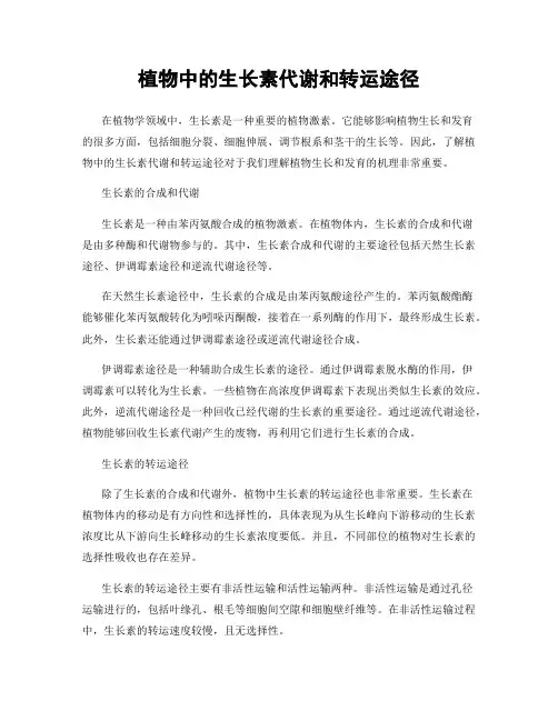 植物中的生长素代谢和转运途径
