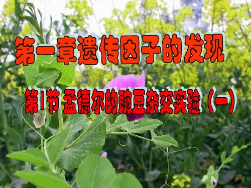 孟德尔遗传规律PPT课件