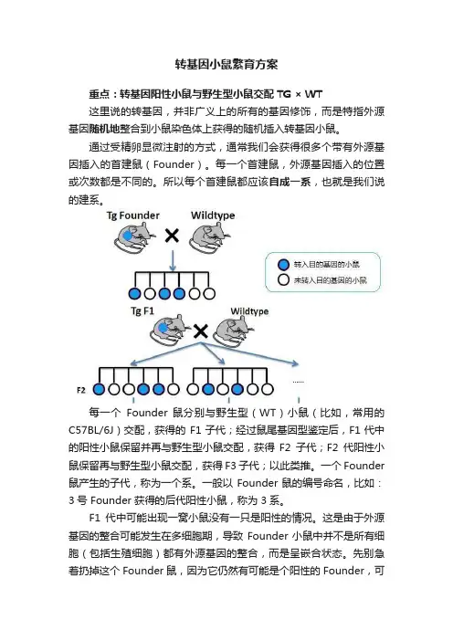 转基因小鼠繁育方案