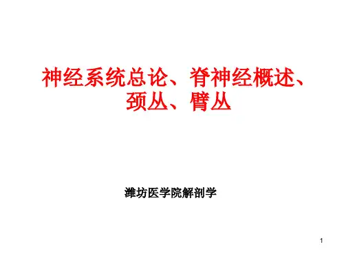 神经系统总论、脊神经概述、颈丛、臂丛PPT课件