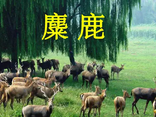 小学六年级语文上册《麋鹿》