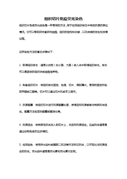组织切片免疫荧光染色