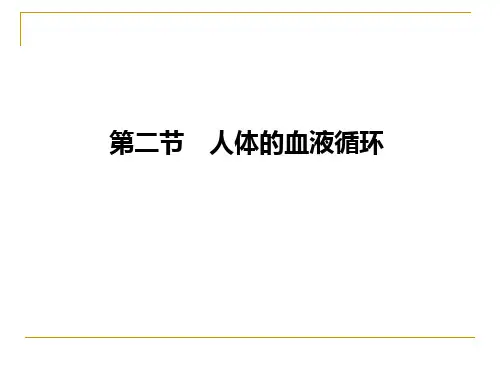 人体的血液循环