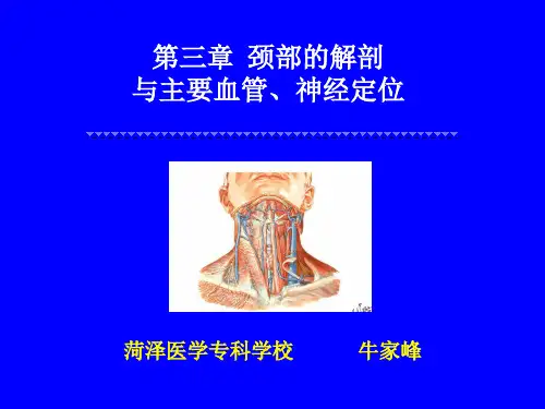 第三章  颈部的解剖与主要血管、神经定位1