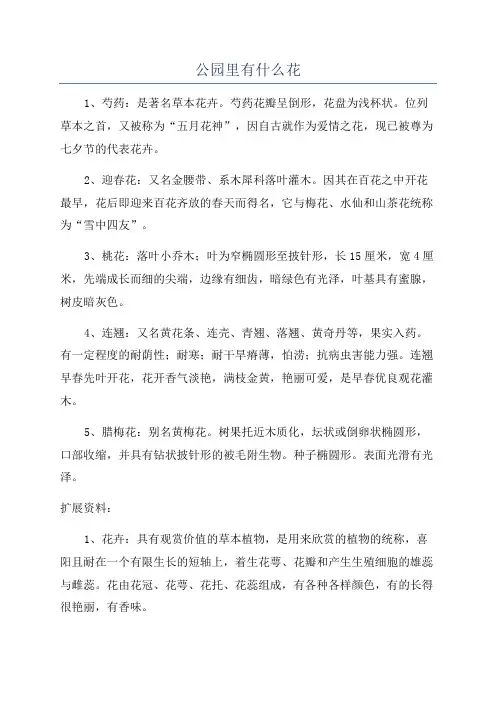 公园里有什么花