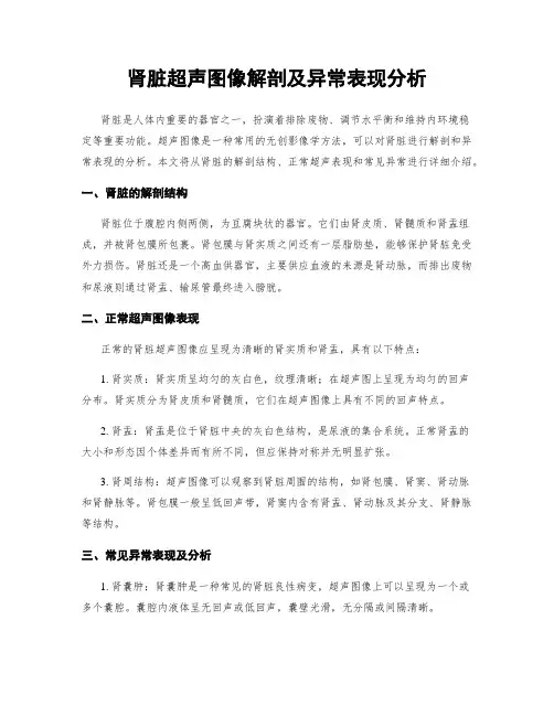 肾脏超声图像解剖及异常表现分析