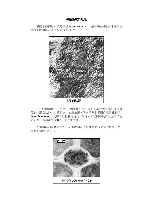 生物——神经系统的进化)