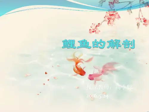 鲤鱼的解剖解析