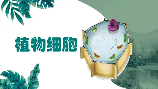 植物细胞ppt课件