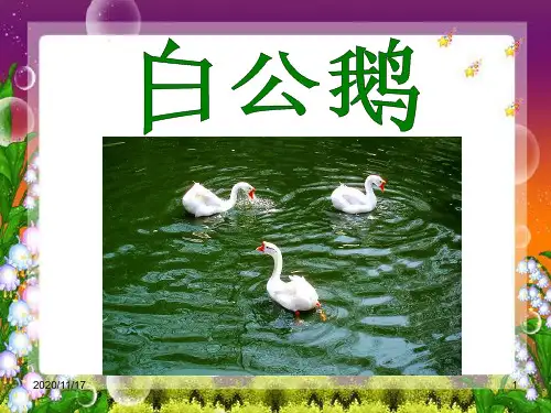 人教版部编版四年级上册语文《白公鹅》3精品PPT教学课件