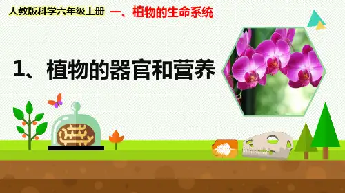 最新人教版科学六年级上册《植物的器官和营养》优质课件