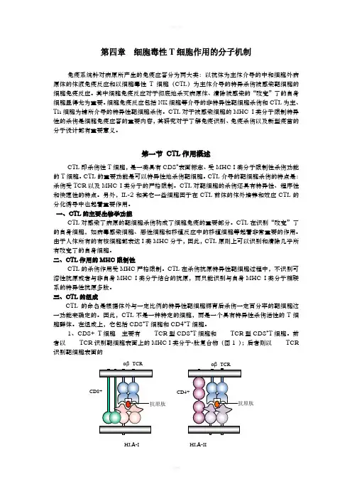 细胞毒性T细胞作用的分子机制