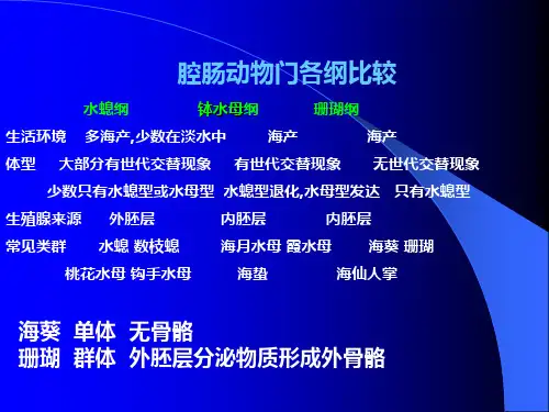 扁形动物门PPT课件