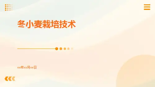 冬小麦栽培技术