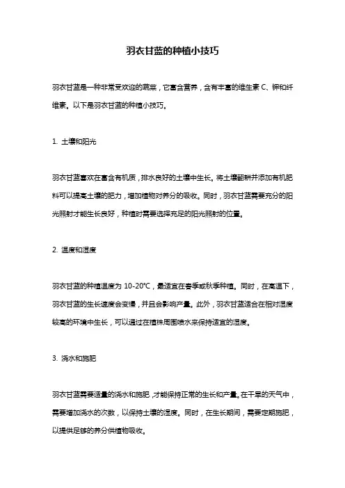 羽衣甘蓝的种植小技巧