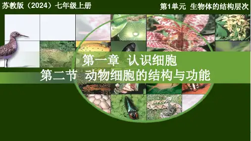 动物细胞的结构与功能ppt课件