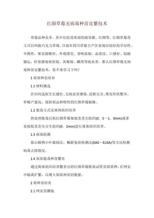 红颜草莓无病毒种苗良繁技术