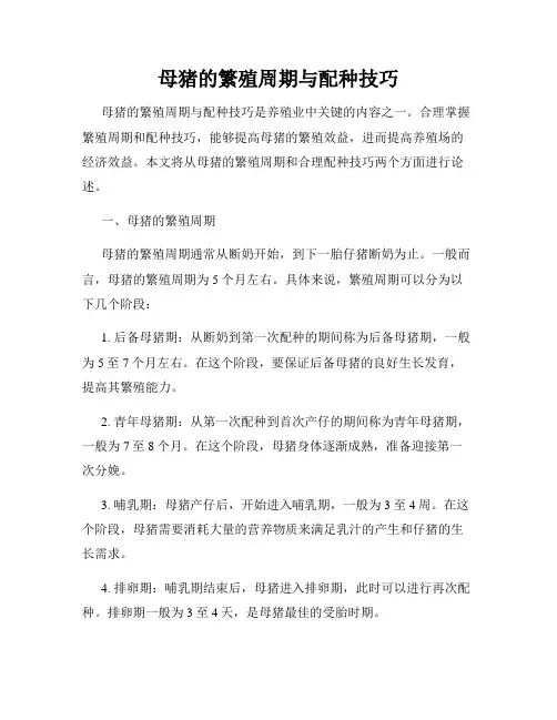 母猪的繁殖周期与配种技巧