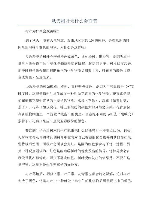 秋天树叶为什么会变黄