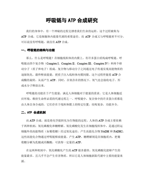 呼吸链与ATP合成研究