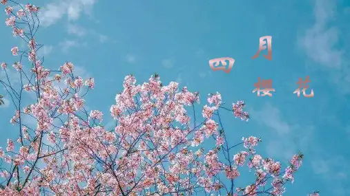 樱花四月通用PPT模板